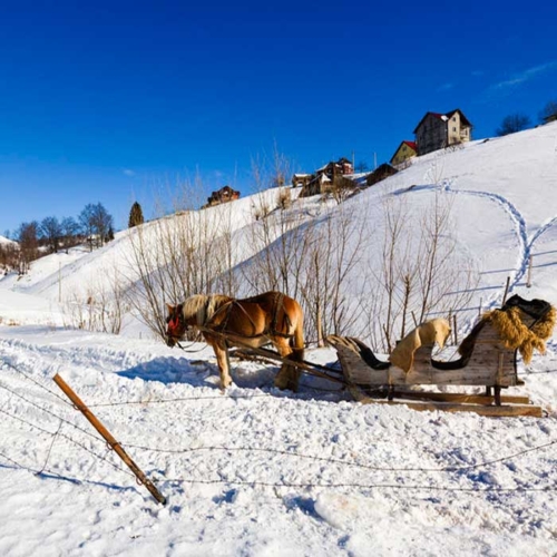 Sightseeing mit Pferd: Geniessen Sie die Winterlandschaft!