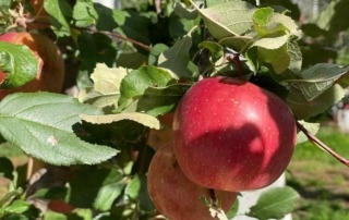 Blog: Herbstzeit für Senioren – was gilt es zu beachten?