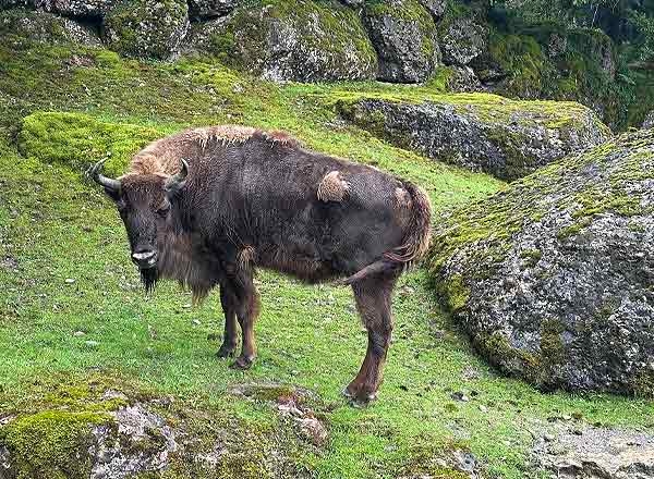 Wisent im Tierpark Goldau