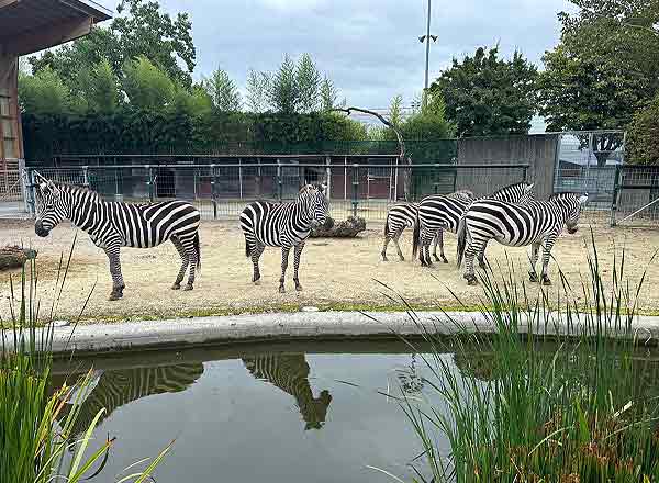 Zebras im Knies Kinderzoo