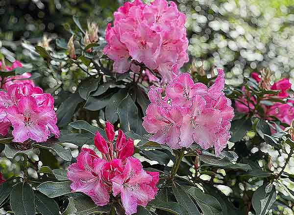 christines-seniorenbetreuung-blog-fruehling-natur Blumenwunder im Seleger Moor